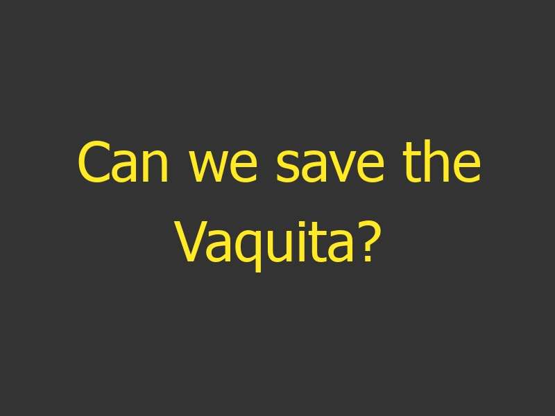 Can we save the Vaquita?